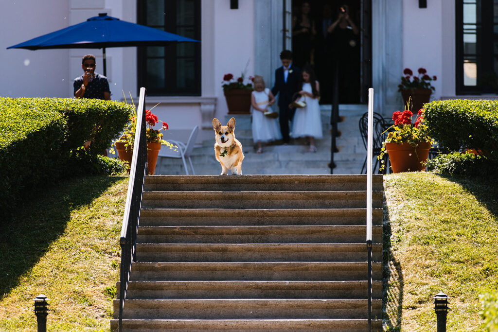 A small dog running down a staircase in a garden 